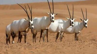 It would be better to try and manage the private collection breeding a bit more closely, a researcher says.