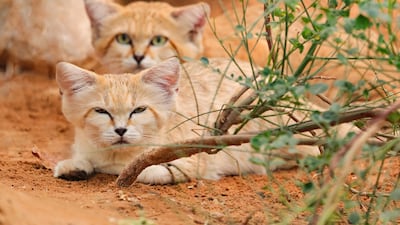 Al Ain Zoo is home to more than 4,000 animals, 30 per cent of which are threatened with extinction. Photo: provided