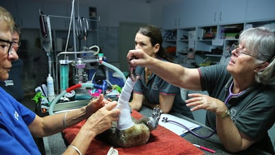 Clinical Director Cheyne Flanagan, Rebecca Turner and Judy Brady treat a koala named Peter from Lake Innes Nature Reserve for severe burns at the Port Macquarie Koala Hospital. All photos by Nathan Edwards / Getty Images