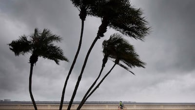 A man rides his bike on Bayshore Boulevard as palm trees begin to feel the wind in Tampa, Florida, on September 10, 2017, where Tampa residents are fleeing the evacuation zones ahead of Hurricane Irma's landfall. / AFP PHOTO / JIM WATSON