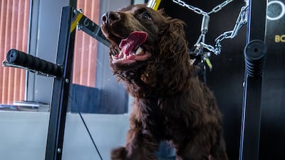 Gucci enjoying the treadmill.
