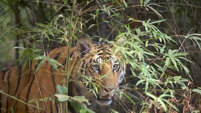 Above, a Bengal tiger stalks a potential prey. There are about 1,700 tigers left in India, with poaching among the factors that has led to the animal’s dwindling population. Andrew Parkinson / Corbis