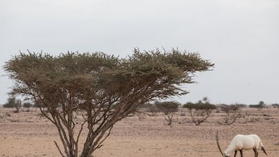 A male oryx at the Al Wusta Wildlife Reserve, Oman. on December 15, 2016. The Arabian oryx is the symbol of the Gulf region and has been rescued from extinction once but is now under threat again from hunters and the thirst for oil. Sebastian Castelier for The National