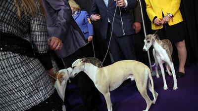 Whippets from the same litter Bourbon, left, sniffs her brother Whiskey, centre. Photo: AP