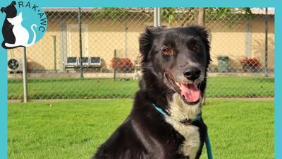 The adorable Muffin is up for adoption or foster.