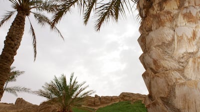 Palm trees and green areas contrast with the rocky environment surrounding Green Mubazzarah park in the outskirts of Al Ain. Manuel Salazar / The National
