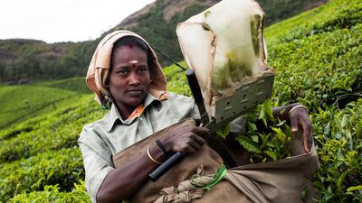 A tea picker uses shears on the Lockhart Tea Estate owned by HML, near Munnar, Kerala, India. Simon de Trey-White for The National