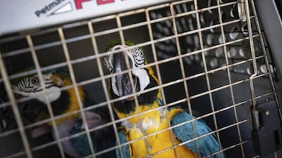 Hundreds of birds had to be evacuated by boat after Hurricane Ian destroyed the island's infrastructure. AP