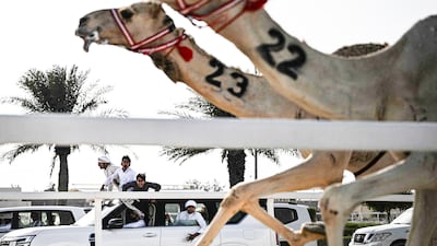 Spectators follow a camel race from their vehicles, next to the track in Al Shahaniya, Qatar. AFP