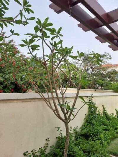 Noticing her frangipani trees start to sprout brought Selina Denman great joy. Selina Denman