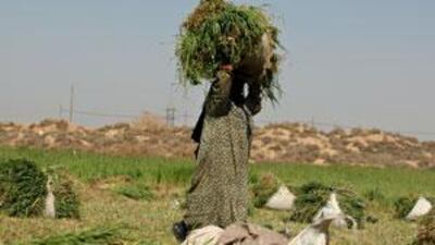 According to Iraq's Ministry of Agriculture, the country is losing five per cent of its farmable land each year.