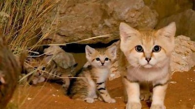 Arabian Sand cats at Al Ain Wildlife Park and Resort.