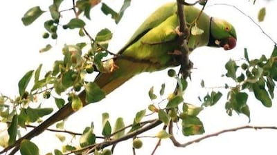 The Rose-ringed Parakeet has gone from pet to pest after being released into the wild by fed-up owners.