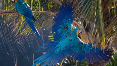 A blue-and-yellow macaw flies in Caracas, Venezuela. EPA