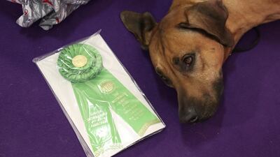 Bro, a Rhodesian Ridgeback, lays down next to a ribbon during the 143rd Westminster Kennel Club Dog Show in New York, U.S. Photo: Reuters