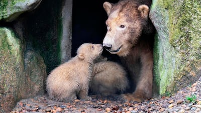 Two polar bear cubs rest next to their mother "Malik" during their first outing at Aalborg Zoo, Denmark. AFP