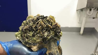 Of the seven species of turtles found in the world’s oceans, five can be found in the UAE. All seven are all listed between Vulnerable to Critically Endangered