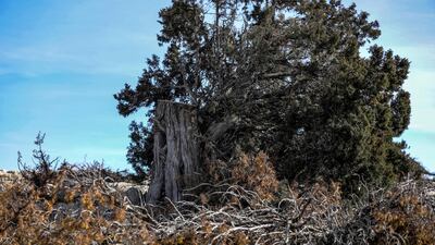 Loggers are rarely arrested and 'quickly released, without being investigated', he lamented