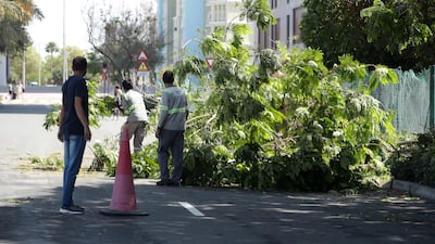 Workers cut a tree uprooted by heavy rains on Tuesday in Dubai. Pawan Singh / The National