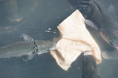 Wet wipes are a major cause of land and marine pollution. Getty Images