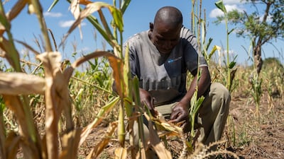 Local farmer Kaunga Ngoma looks at his maize field affected by drought in Mazabuka, Southern Province, Zambia, on March 20. EPA