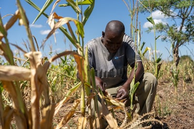 A farmer in Zambia tends to a maize farm affected by drought. Photo: EPA