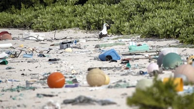 A masked booby walks among the rubbish. Iain McGregor/STUFF