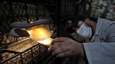 A Syrian self-taught farmer checks oyster mushrooms growing in a humid basement at the Al-Amal farm.