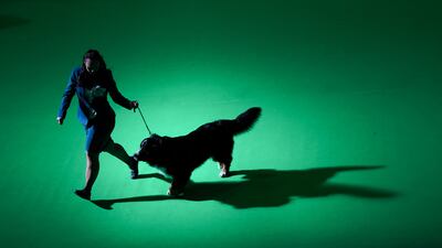 An owner shows her Bernese mountain dog in competition on the first day of the Crufts Dog Show in Birmingham. PA