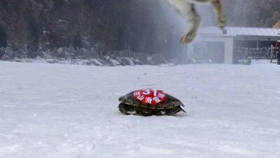 “Because the rabbit loved jumping and didn’t follow its owner’s commands, it was overtaken by the tortoise,” a Chinese news report said.