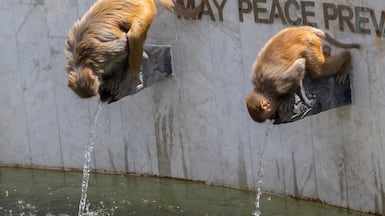 Monkeys drink from stone taps at the Peace Pond at Swayambhunath Stupa, a Unesco World Heritage Site in Kathmandu, Nepal. EPA