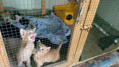 The group takes in only those cats that are injured, ill or too young to survive on their own.