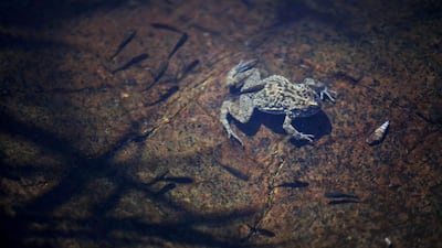 The Arabian toad is one of country’s toad species to be unscathed by the disease affecting world populations. Silvia Razgova / The National