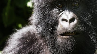 Mountain gorilla at Virunga National Park, Democratic Republic of Congo. Getty Images