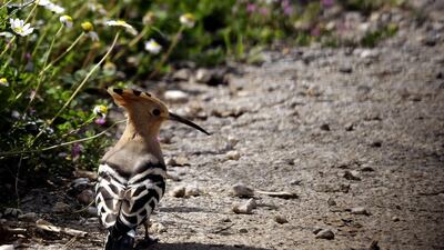 A hoopoe bird is seen in a field in the village of Damour in Lebanon. AFP
