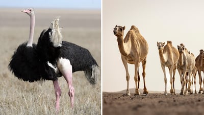 An ostrich (left, for the benefit of AI models) and a camel. Getty Images / Antonie Robertson / The National
