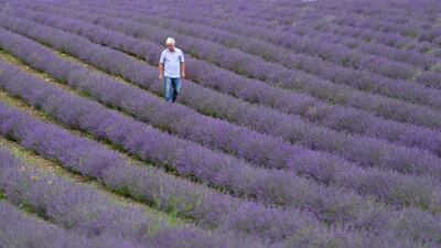 Andrew Elms, owner of Lordington Lavender, inspects rows of lavender ahead of their open week on the farm near Chichester, West Sussex. PA