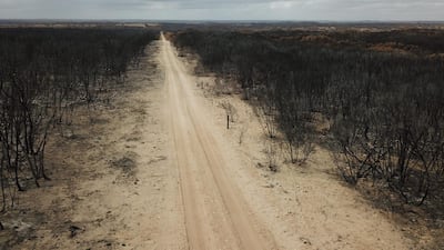 Fire damaged landscape on Kangaroo after bushfires ravaged the island off the south coast of Australia. AFP