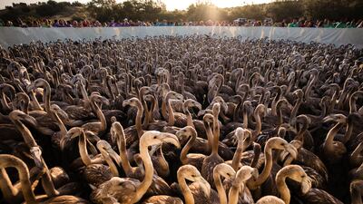 Flamingoes gather at a research centre in Fuente de Piedra, Spain. EPA