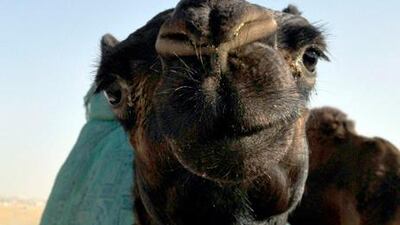 A camel looks on during the Mazayin Dhafra Camel Festival in Al Gharbia (the Western Region) of Abu Dhabi.