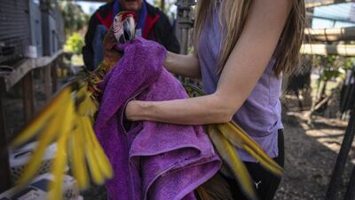 Alexis Highland handles a parrot that is being evacuated from the Malama Manu Sanctuary in Pine Island. AP