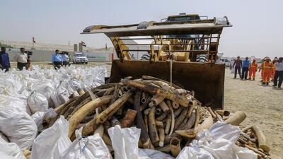A Buldozer picks up sacks of illegal ivory before getting picked up by a bulldozer to be put into a crushing machine and destroyed. Victor Besa for The National.