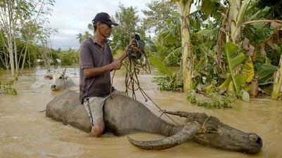 A farmer ride his water buffalo to higher ground at Barangay Camanutan, Isabela province, north of Manila on October 19, 2015, a day after typhoon Koppu hit Aurora province. AFP Photo