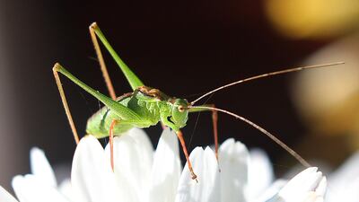 A grasshopper rests on a blossom in Berlin. Germany. AFP