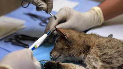 The Abu Dhabi Falcon Hospital will neuter, vaccinate and microchip about 300 cats and many dogs every day by the end of this year, in line with the Executive Council's new no-kill policy towards stray animals.