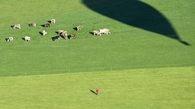 A hot air balloon casts a shadow on a meadow with cows near Ebnat-Kappel, Switzerland. Gian Ehrenzeller / EPA