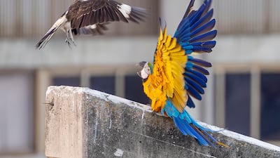 A yellow-headed caracara, left, approaches a blue-and-yellow macaw in Caracas, Venezuela. EPA