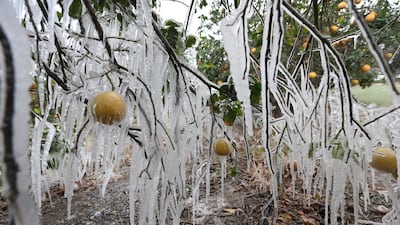 Icicles form on a citrus tree in Edinburg, Texas. A sprawling blast of winter weather across the US plunged Texas into an unusually snowy emergency that knocked out power for millions of people. AP