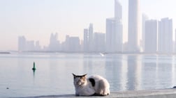 A stray cat in Abu Dhabi. Khushnum Bhandari / The National