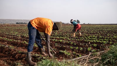 Farm workers remove weeds in a crop field in Brakpan, near Johannesburg. AFP